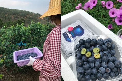 are there blueberries in china